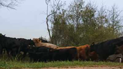 [cattle lowing and snorting] - Food and Country