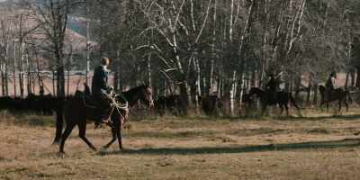 (CATTLE LOWING) - Yellowstone