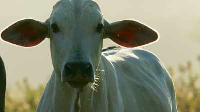 (CATTLE MOO) - Seven Worlds, One Planet