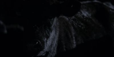 [cattle snorting] - Yellowstone
