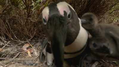 Caught between ravenous chicks - Penguin Town