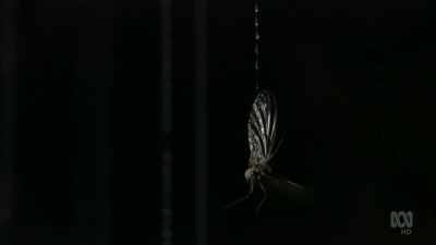 Caught in a bizarre trap,
these insects are doomed. - David Attenborough's Tasmania
