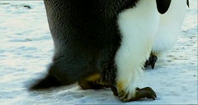 'cause he loved her in a way I never did - Farce of the Penguins