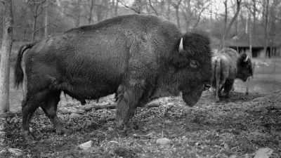 'Cause there's just not enough
genetic diversity among them. - The American Buffalo