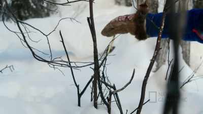 'Cause those tracks
are new right here, - Life Below Zero: First Alaskans