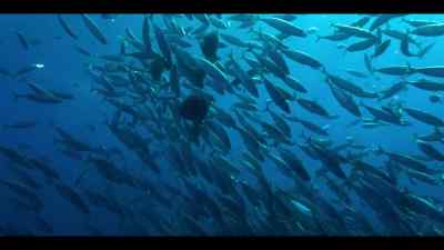 Causing deep-sea nutrients
to well up to the surface. - Our Oceans