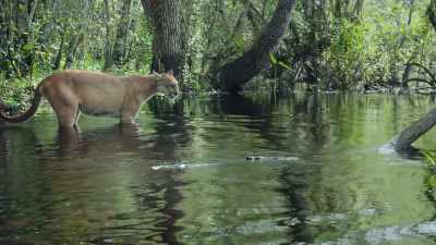 Cautious maybe because
who knows what's in that water? - Path of the Panther