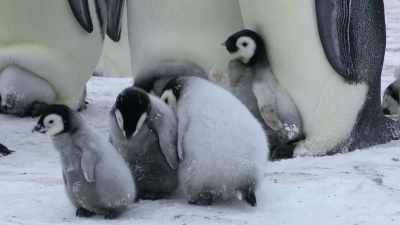 Cautiously, he approaches
two chicks on their own, - Wild Babies