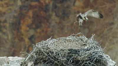 Cautiously,
it tests its wings in the wind. - Epic Yellowstone