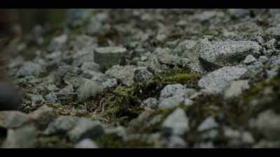 [cawing] - Earth Abides