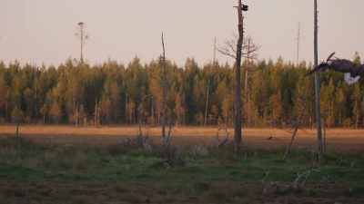 (cawing, screeching) - Wild Nordic