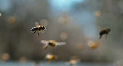 CCD is a small,
little manifestation - The Pollinators