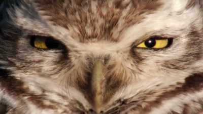[ Cellphone chimes ]
Well, what do you know ‐‐ - When Nature Calls with Helen Mirren