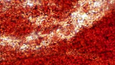 Cells absorb nutrients
and oxygen from the outside. - Secrets of Size: Atoms to Supergalaxies