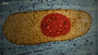Cells are full of stuff - - Secrets of Size: Atoms to Supergalaxies