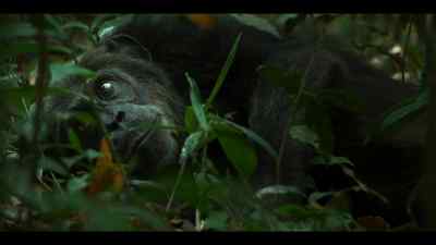 Central Ngogo has lost its alpha. - Chimp Empire