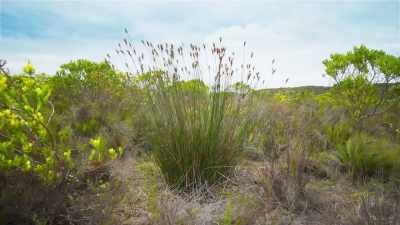 Ceratocaryum's spindly stems
send their seeds flying. - The Green Planet