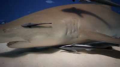 Certain black-sheep sharks
may think differently - Shark Attack Files