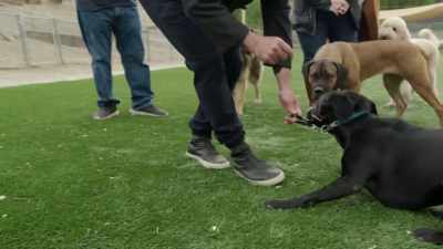 CESAR: Tsch. - Cesar Millan: Better Human, Better Dog