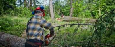 (chainsaw buzzing) - Clear Cut