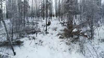 (chainsaw buzzing) - Life Below Zero: First Alaskans