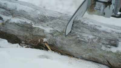 (chainsaw whirring). - Life Below Zero: First Alaskans