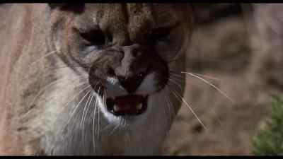 Chance now Hasta la vista kitty - Homeward Bound: The Incredible Journey
