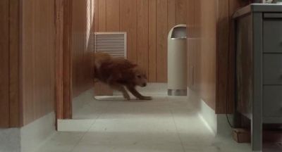 Chance OOH HOO HOO HOO YES - Homeward Bound: The Incredible Journey