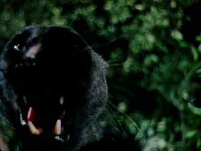 Change back to a man... - Jungle Book