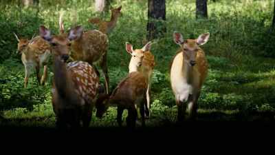 Changing your way
of looking at animals - Why on Earth