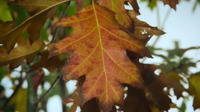 Channelling the tiny plants
and animals - A Year on Planet Earth