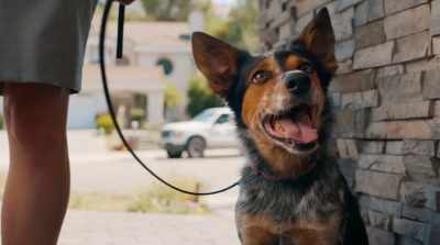 [Charlie] Definitely.
Maybe I can bring him over
for a playdate sometime? - Pups Alone