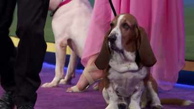 Charlie Hound, a Basset Hound - 2022 American Rescue Dog Show