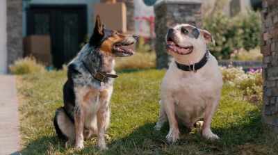 [Charlie]
So, I think I can handle the
third-person self-indulgence - Pups Alone