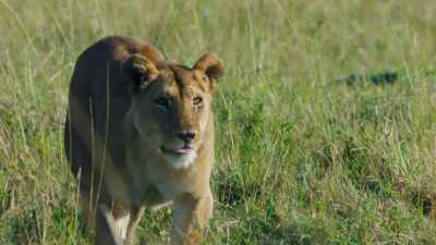 Charm has been away from the pride
since giving birth, - Dynasties