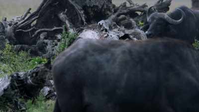 Charm has forced the entire herd
to back down. - Dynasties