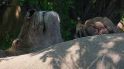 Charm not only has
her hunting partner back, - Dynasties