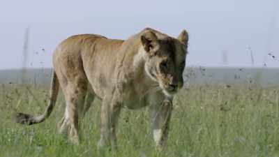 Charm is starting the process
of rebuilding the Marsh Pride. - Dynasties