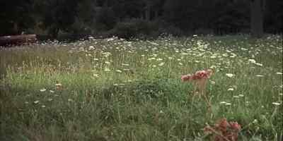 CHASING RABBITS WAS A BIT
STRENUOUS FOR THE OLD TERRIER, - The Incredible Journey
