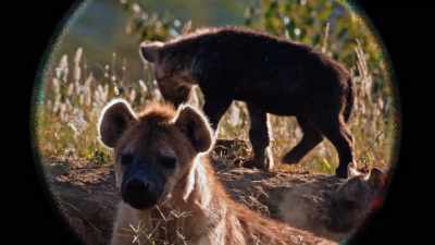 (chattering) - A Safari Romance