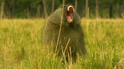 CHATTERING - Serengeti