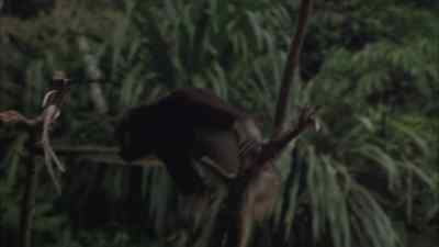 ( chattering ) - Fire on the Amazon