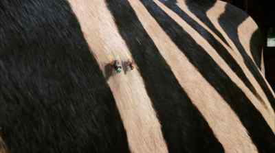 Check this one out - Racing Stripes