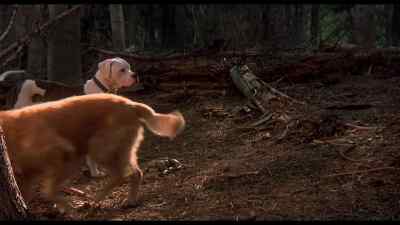 Check it out!
What kind of animal made that? - Homeward Bound: The Incredible Journey