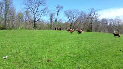 Check it out! Yeah, buddy!
Grass-fed meat. - The Magic Pill