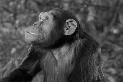 Cheeta find own good things.
Take fruit back. - Tarzan Triumphs
