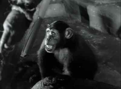 Cheeta. - Tarzan and the Leopard Woman