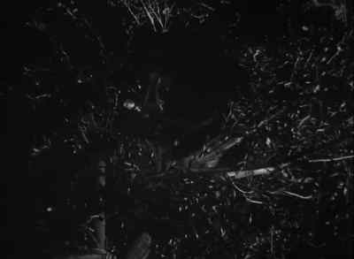 Cheeta. - Tarzan and the Huntress