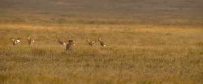Cheetah are the fastest
animals on land. - Our Universe