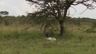 Cheetah mother, Kuleta, has made a kill... - Chasing the Rains